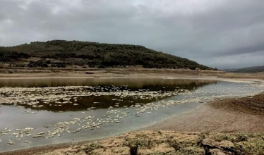 Photo of وزارة الصيد البحري: فتح تحقيق في قضية نفوق الأسماك بسد بوكردان