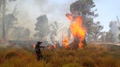 Photo of  حرائق الغابات: اتخاذ عدة تدابير استعجالية لاعادة بعث النشاط الفلاحي في الولايات الاكثر تضررا