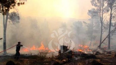 Photo of حرائق الغابات: حشد إمكانيات مادية وبشرية معتبرة لمباشرة عملية التعويض