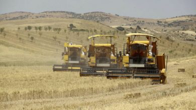 Photo of وهران: تنظيم معرض للإنتاج الفلاحي يوم 13 أكتوبر الجاري تحت شعار “60 عاما من الإنجازات لتحقيق الأمن الغذائي” بمشاركة قرابة 35 عارضا .