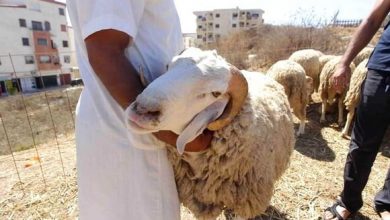 Photo of عيد الأضحى: تجنيد أزيد من 2000 بيطري لمراقبة عملية بيع وذبح الأضاحي.