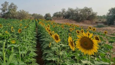 Photo of وهران: نجاح تجربة زراعة عباد الشمس.