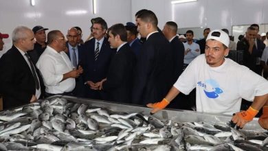 Photo of صيد بحري: تصدير نحو البلدان الافريقية متوقع تسجيل 35 مليون دولار في سنة 2023.